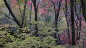 PICTURES/Oak Creek Canyon In October/t_Colored Foliage5.JPG